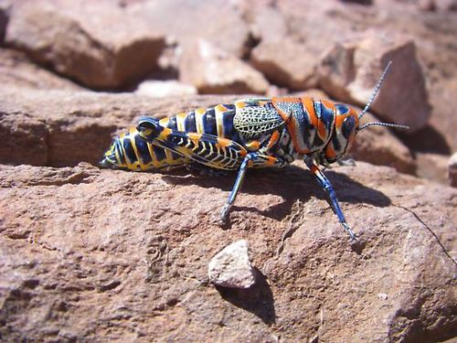 Dactylotum bicolor